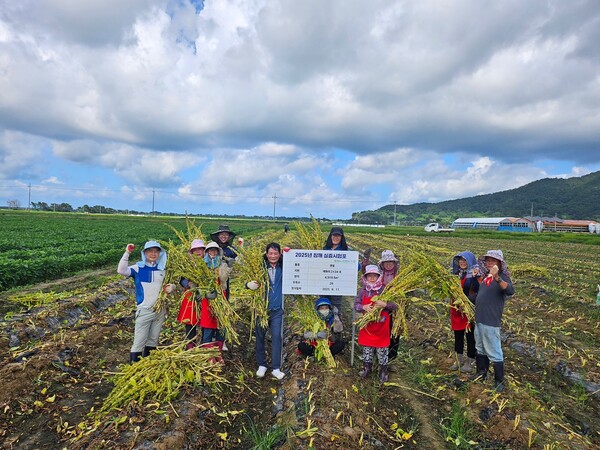 계화농협, 참깨 시범포 재배 성공