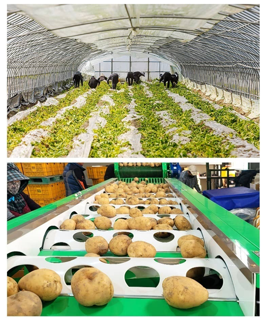 부안 동진감자, 이커머스 판매 역대 최고실적 달성