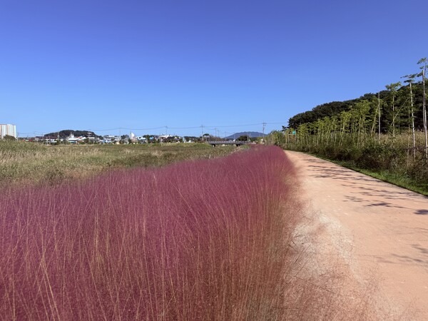 부안 줄포만 노을빛 정원, 가을꽃 물든 환상적 풍경 선사