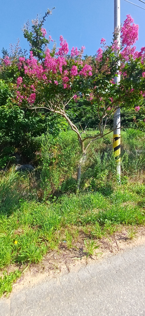 보안면, 백일홍길 동해방지‧칡 방제작업 실시
